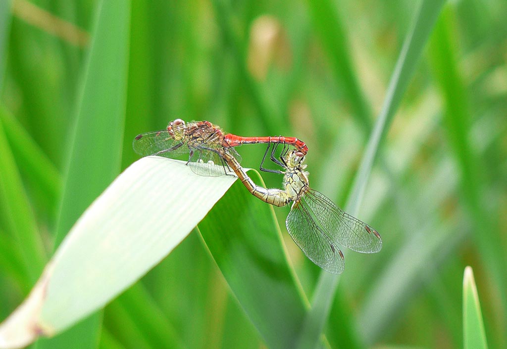 Sympetrum in accoppiamento all''Urio Zilio (Nebrodi)